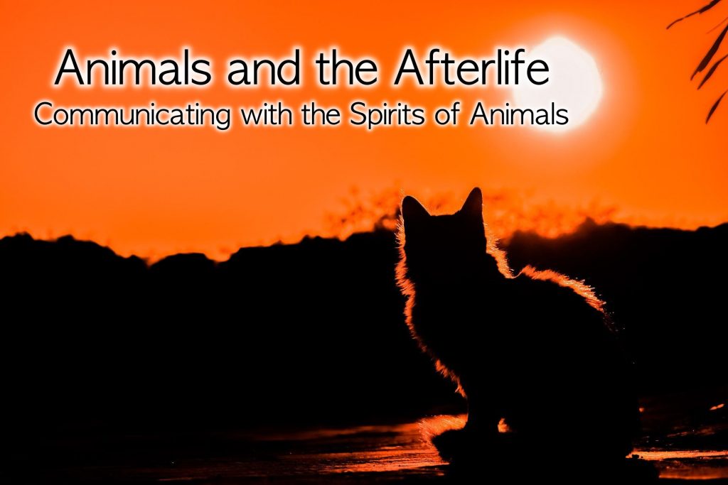 Animals and the Afterlife Communicating with the spirits of Animals